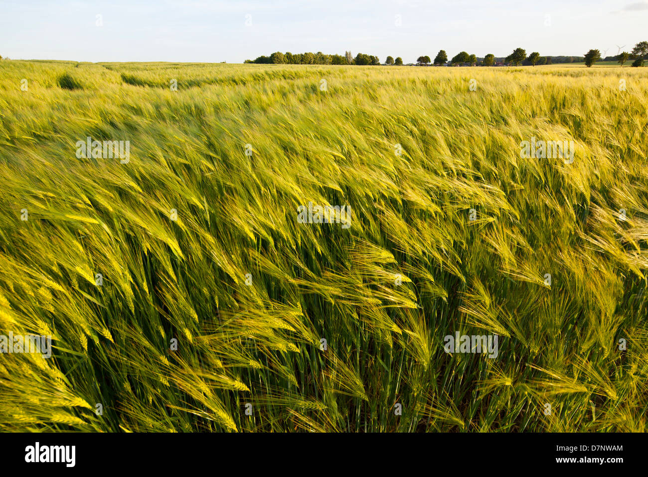 Un campo di segale con cielo blu incorniciato da un albero. Presi nei pressi di Aquisgrana, Germania. Foto Stock