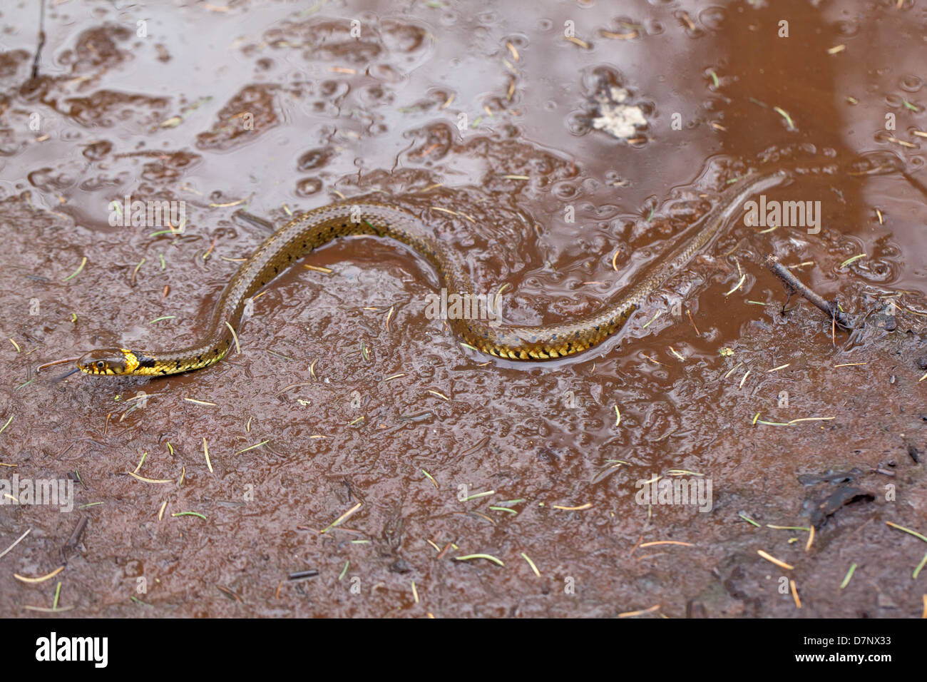 Biscia dal collare (Natrix natrix). Emergendo da un cervo (Cervus elaphus) sguazzare. Ingham. Norfolk. Aprile. Foto Stock