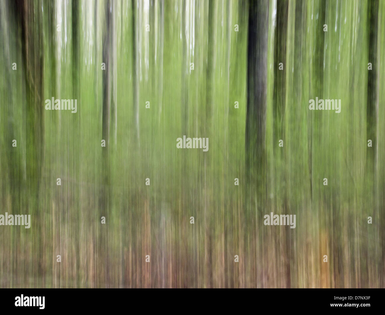 ICM (intenzionale i movimenti della telecamera) in un bosco con fiori e linee Foto Stock