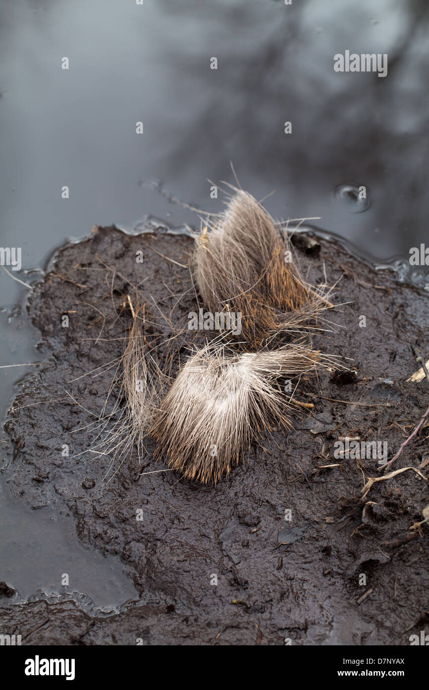 Il cervo (Cervus elaphus). Capannone o moulted ciuffo di peli. Trovato a fianco di un cervo sguazzare. Ingham, Norfolk. Foto Stock