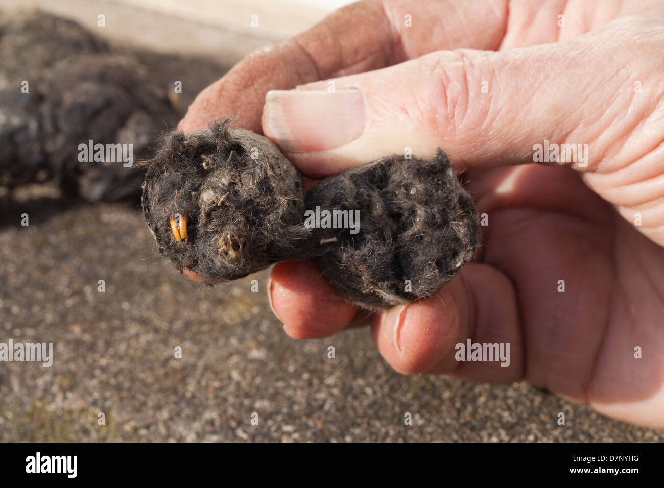 Pellet rigurgitato da un Barbagianni (Tyto alba). Pellet rotto in metà per rivelare il cranio di una megera Sorex sp. e incisivi di roditore. Foto Stock