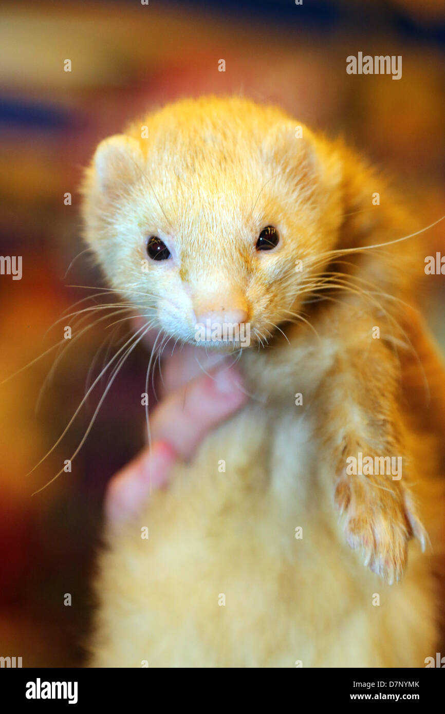 Londra, Regno Unito. 11 maggio 2013. Ferret al London Pet Show 2013, Earls Court di Londra, Inghilterra. Credito: Paul Brown/Alamy Live News Foto Stock