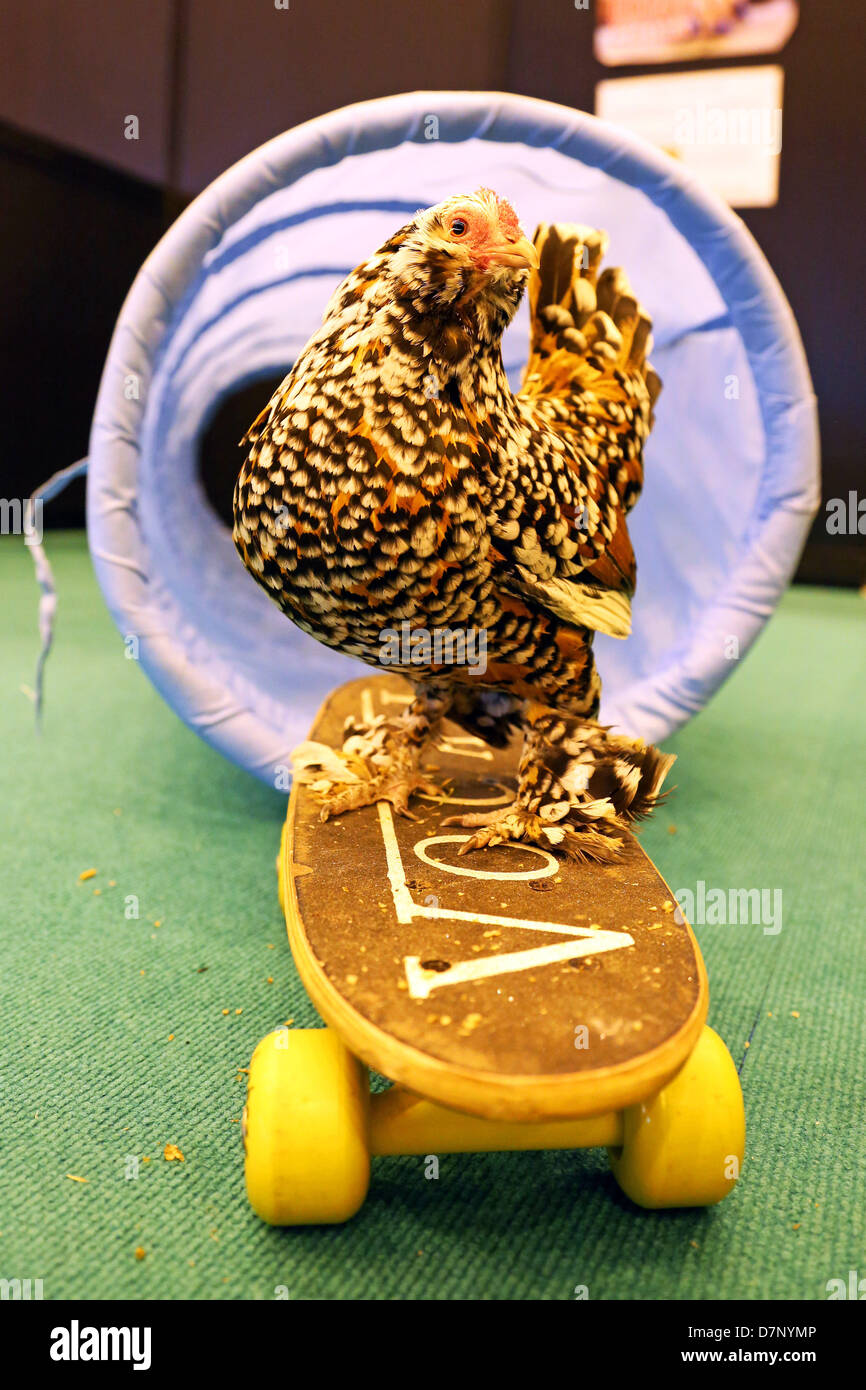 Londra, Regno Unito. 11 maggio 2013. Mercedes di skate-board il pollo al London Pet Show 2013, Earls Court di Londra, Inghilterra. Mercedes è un un anno cinque gallina vecchia da Paradise Wildlife Park che è preparato dal consulente di comportamento trainer Chirag Utilizzando clicker training. Credito: Paul Brown/Alamy Live News Foto Stock