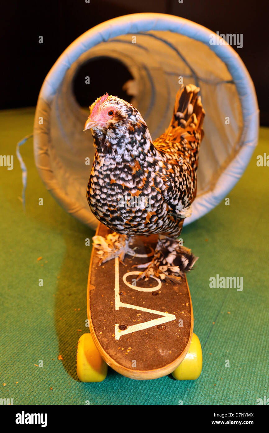 Londra, Regno Unito. 11 maggio 2013. Mercedes di skate-board il pollo al London Pet Show 2013, Earls Court di Londra, Inghilterra. Mercedes è un un anno cinque gallina vecchia da Paradise Wildlife Park che è preparato dal consulente di comportamento trainer Chirag Utilizzando clicker training. Credito: Paul Brown/Alamy Live News Foto Stock