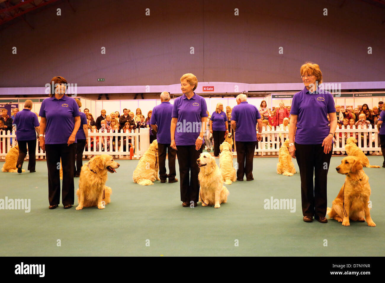 Londra, Regno Unito. 11 maggio 2013. Southern Golden Retriever Team Display display dog al London Pet Show 2013, Earls Court di Londra, Inghilterra. Credito: Paul Brown/Alamy Live News Foto Stock