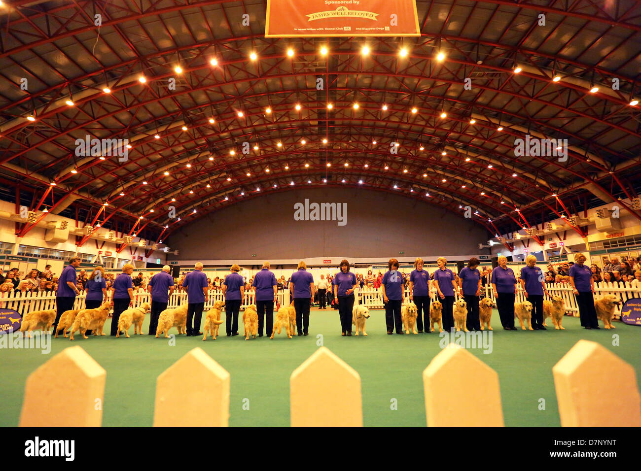Londra, Regno Unito. 11 maggio 2013. Southern Golden Retriever Team Display display dog al London Pet Show 2013, Earls Court di Londra, Inghilterra. Credito: Paul Brown/Alamy Live News Foto Stock