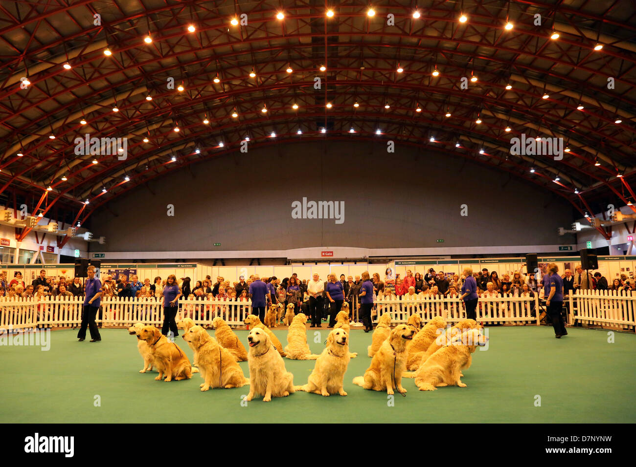 Londra, Regno Unito. 11 maggio 2013. Southern Golden Retriever Team Display display dog al London Pet Show 2013, Earls Court di Londra, Inghilterra. Credito: Paul Brown/Alamy Live News Foto Stock