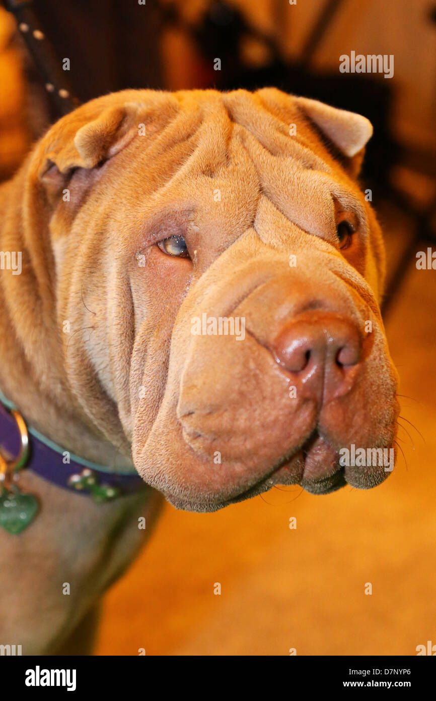 Londra, Regno Unito. 11 maggio 2013. Lily lo Shar Pei cane al London Pet Show 2013, Earls Court di Londra, Inghilterra Credito: Paul Brown/Alamy Live News Foto Stock