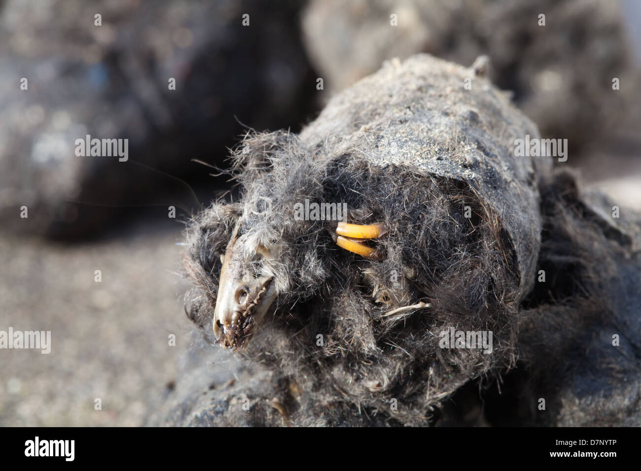Pellet rigurgitato da un Barbagianni (Tyto alba). Pellet rotto in metà per rivelare il cranio di una megera Sorex sp. e incisivi di roditore. Foto Stock