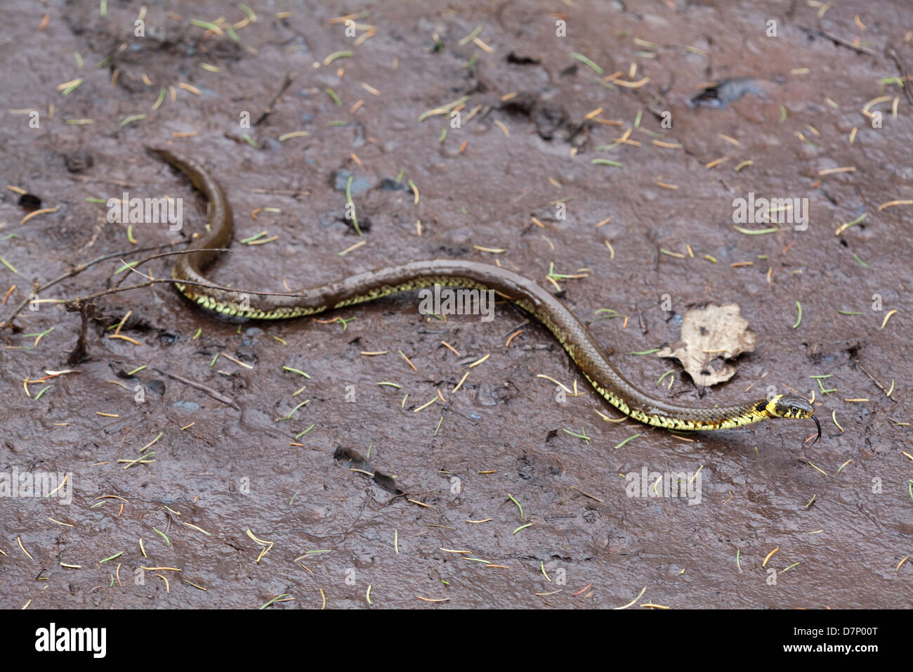 Biscia dal collare (Natrix natrix). Emergendo da un cervo (Cervus elaphus) sguazzare. Ingham. Norfolk. Aprile. Foto Stock