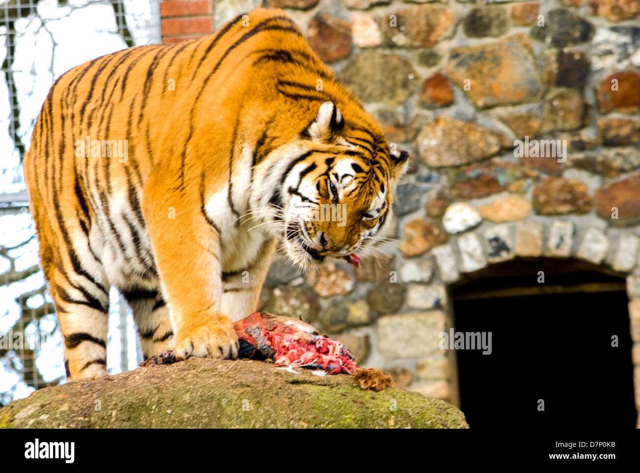 Tigre mangiare Foto Stock