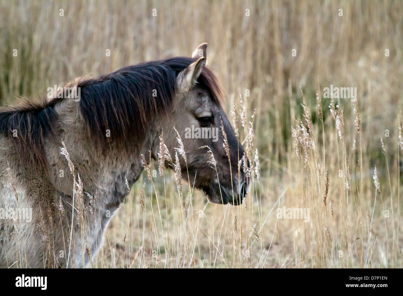 Il Konik o Polacco cavallo primitivo è un piccolo, semiferal cavallo, originari della Polonia. Koniks mostrano molti segni primitivi. Foto Stock