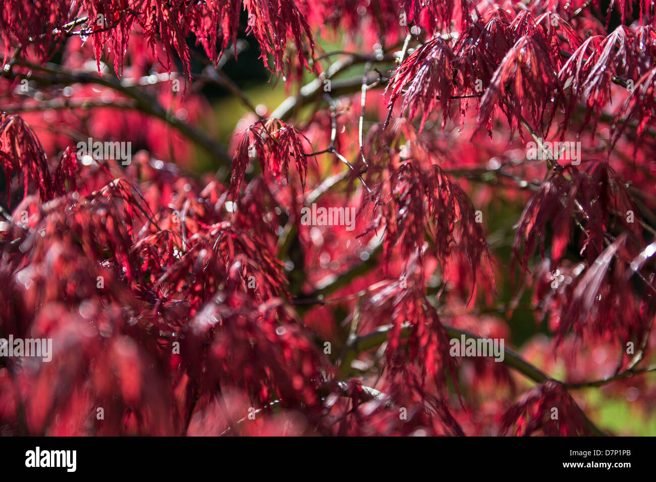 Foglie di Acer in stretta Foto Stock