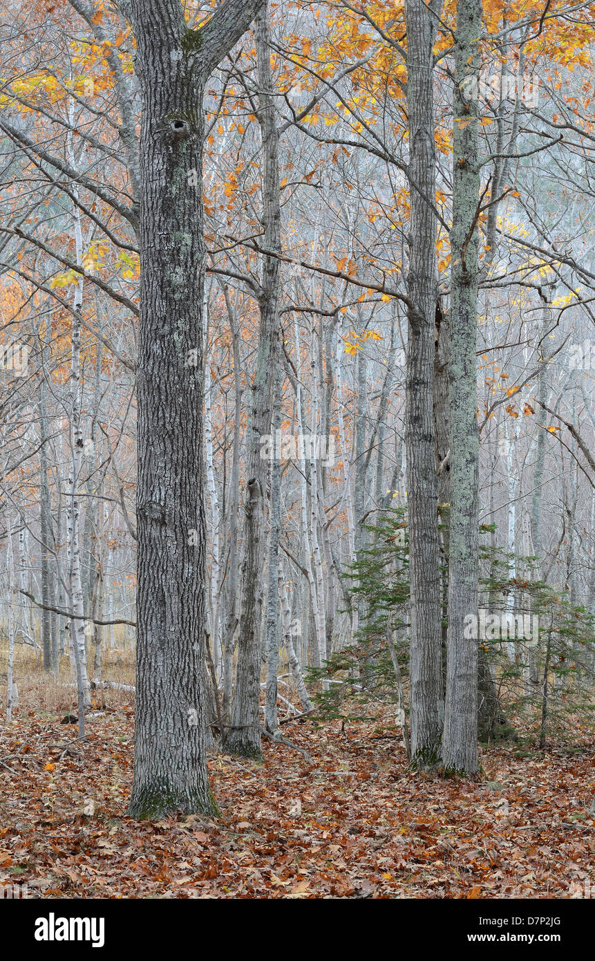 Foresta nel Parco Nazionale di Acadia, Maine. Foto Stock