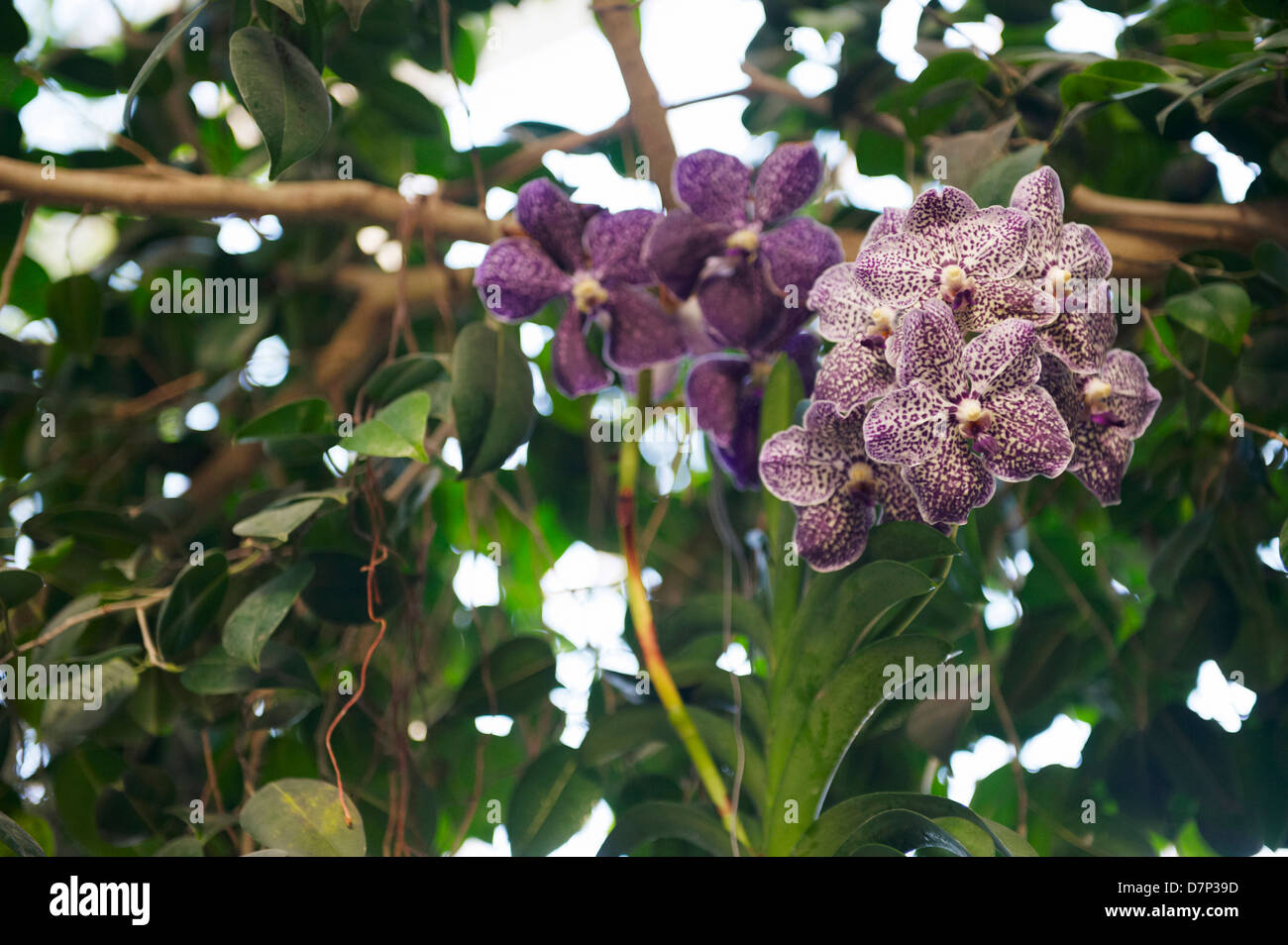 Viola SPOTTED VANDA ORCHID appeso da albero; close-up; fotografato alla RHS Wisley Gardens nel Surrey, Inghilterra. Foto Stock