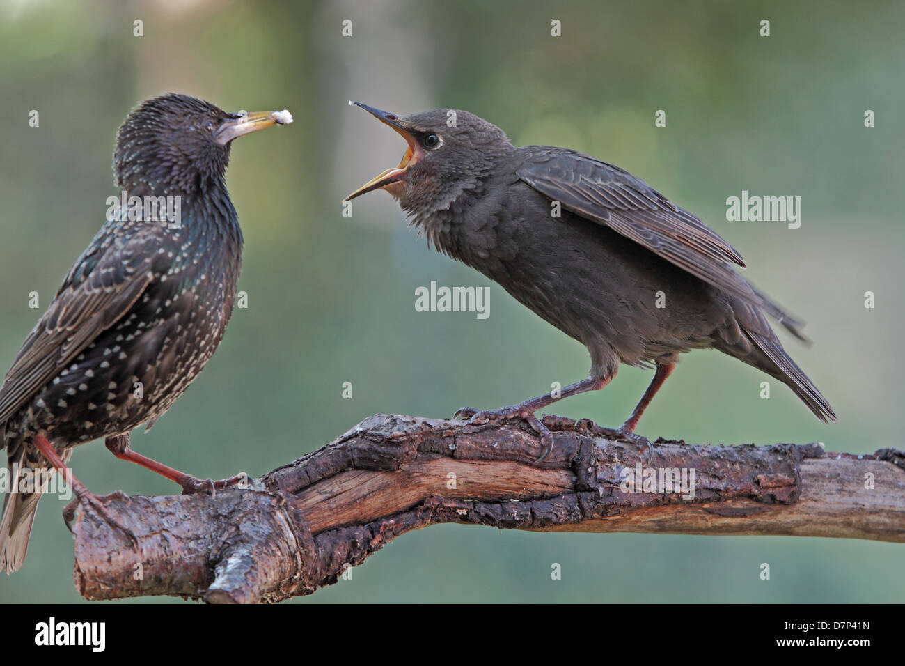 I capretti Starling essendo alimentato da principale Foto Stock