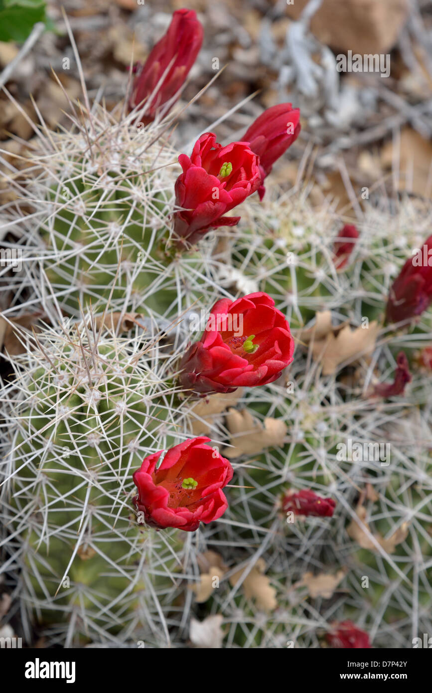 Rosso fiori di cactus. Parco Nazionale di Arches, Moab, Utah, Stati Uniti d'America. Foto Stock