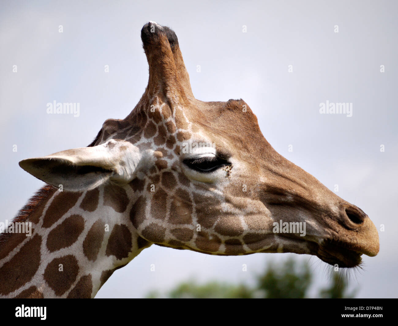Una immagine ritratto di una giraffa. Foto Stock