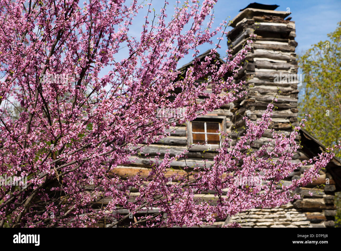 Un rosso bud albero in piena fioritura in primavera nella parte anteriore di un rustico log cabin. Foto Stock