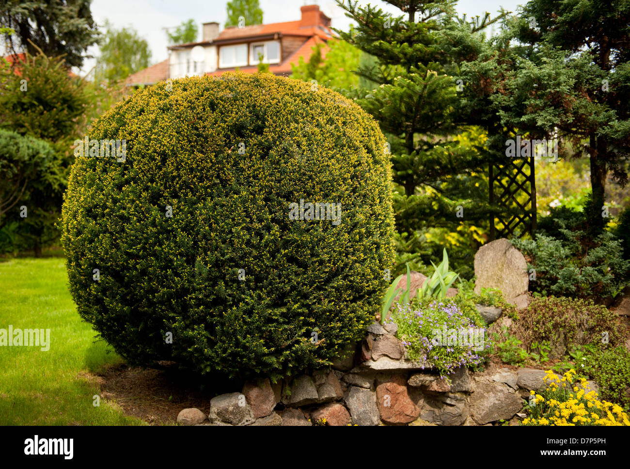 Forma globulare Taxus baccata chiamato yew Foto Stock