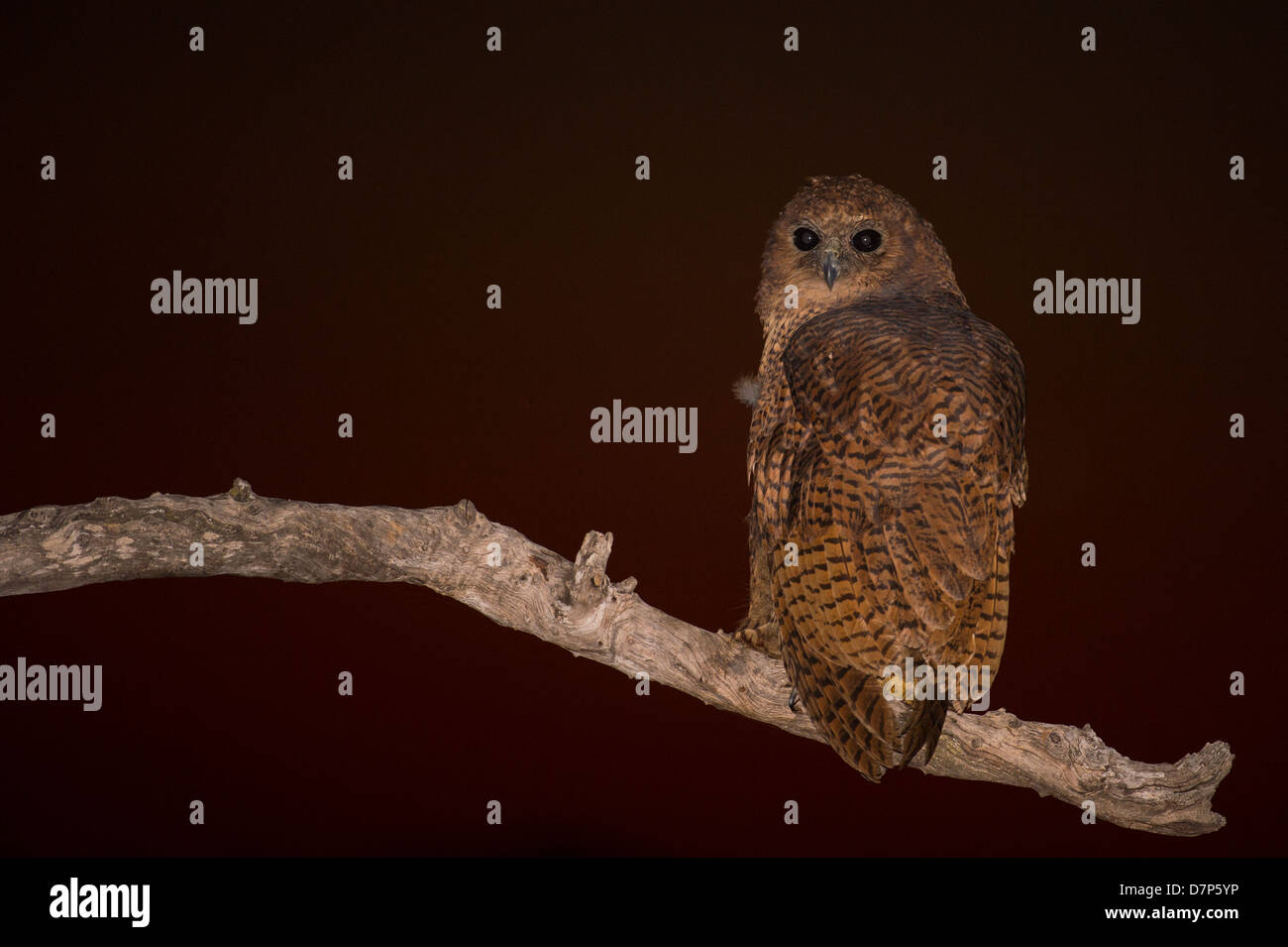 Pel's Fishing Owl Foto Stock