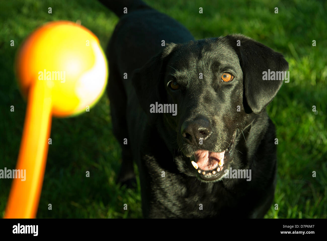 Sadie, un nero Labrador retriever, attende per una sfera mescolare. Foto Stock