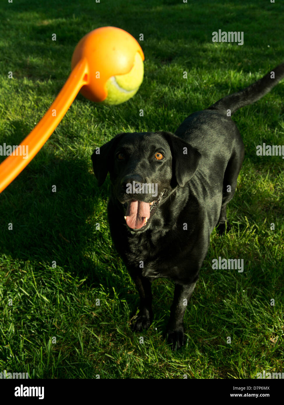 Sadie, un nero Labrador retriever,, attende una sfera oss. Foto Stock