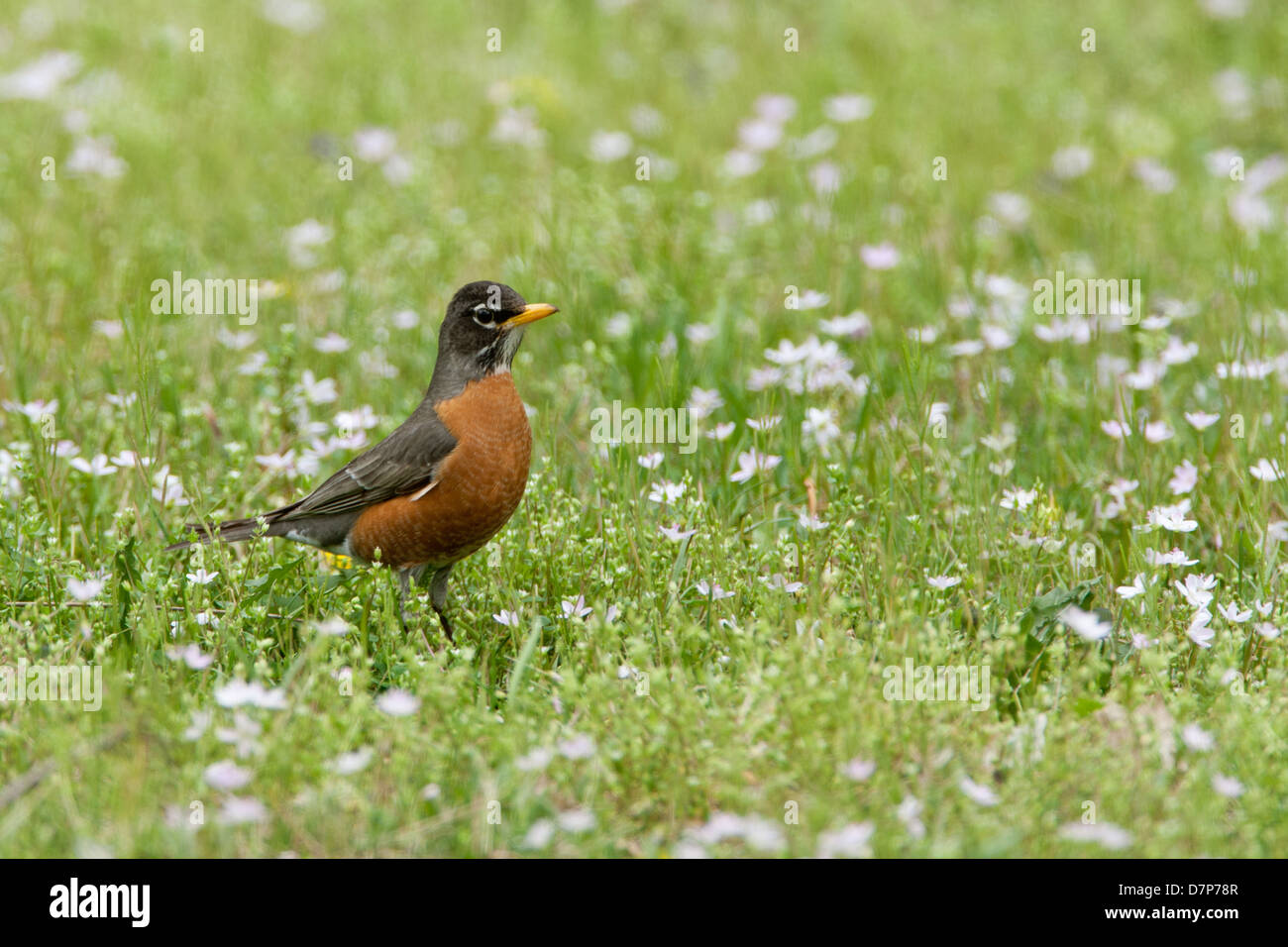 American Robin and Spring Beauty Flowers uccello songbird Ornitologia Scienza natura natura natura ambiente Foto Stock