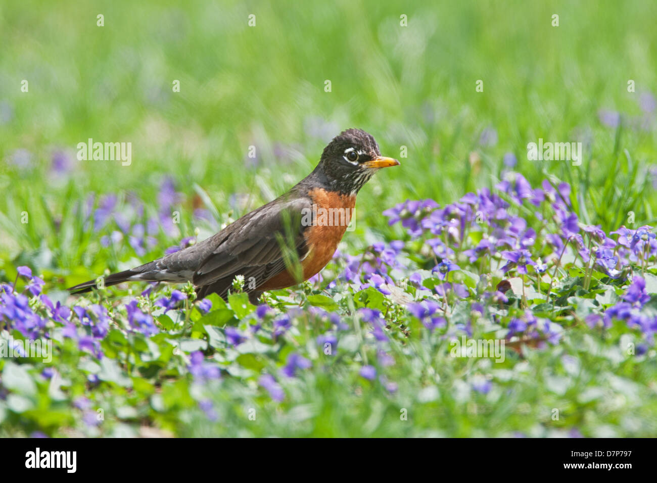 Robin americano in violetto fiori uccello songbird Ornitologia Scienza natura natura ambiente naturale Foto Stock