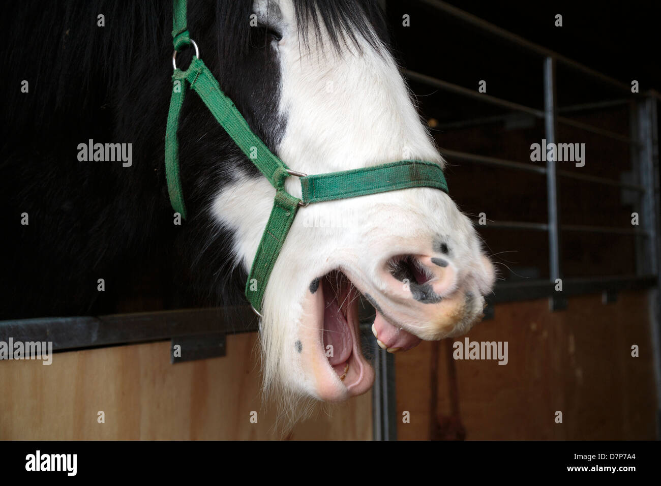 Cavallo di ridere in modo stabile Foto Stock