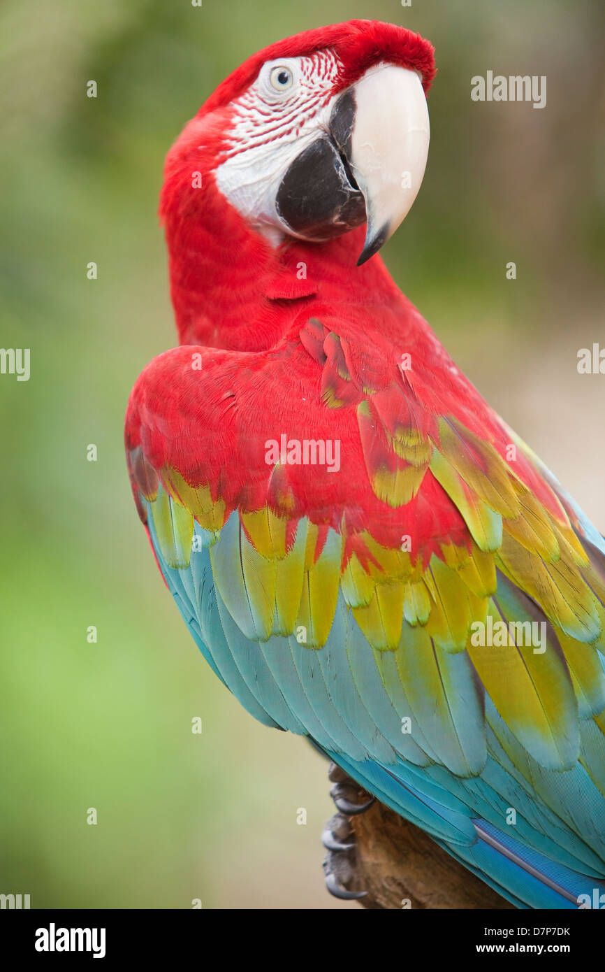 Un green winged macaw è visibile a livello di farm di alligatore Zoological Park di St. Augustine, Florida Foto Stock