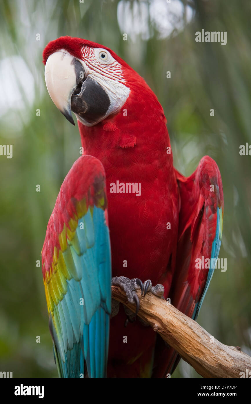 Un green winged macaw è visibile a livello di farm di alligatore Zoological Park di St. Augustine, Florida Foto Stock