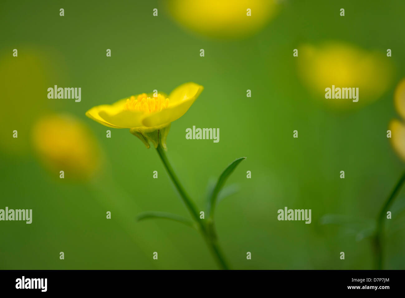 Ranuncolo fiori selvatici Foto Stock