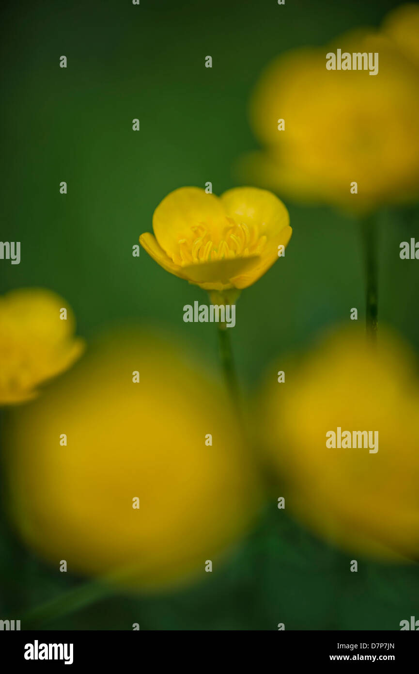 Ranuncolo fiori selvatici Foto Stock