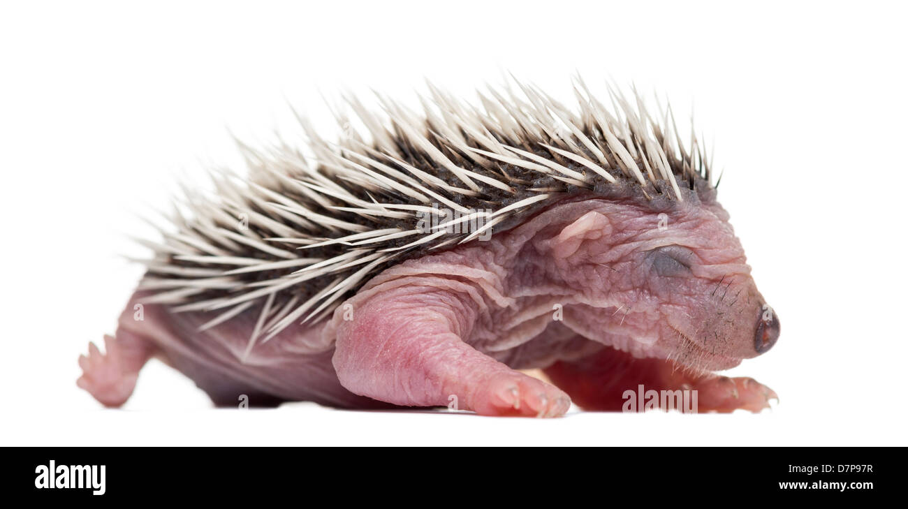 Baby Riccio, 4 giorni di età, contro uno sfondo bianco Foto Stock