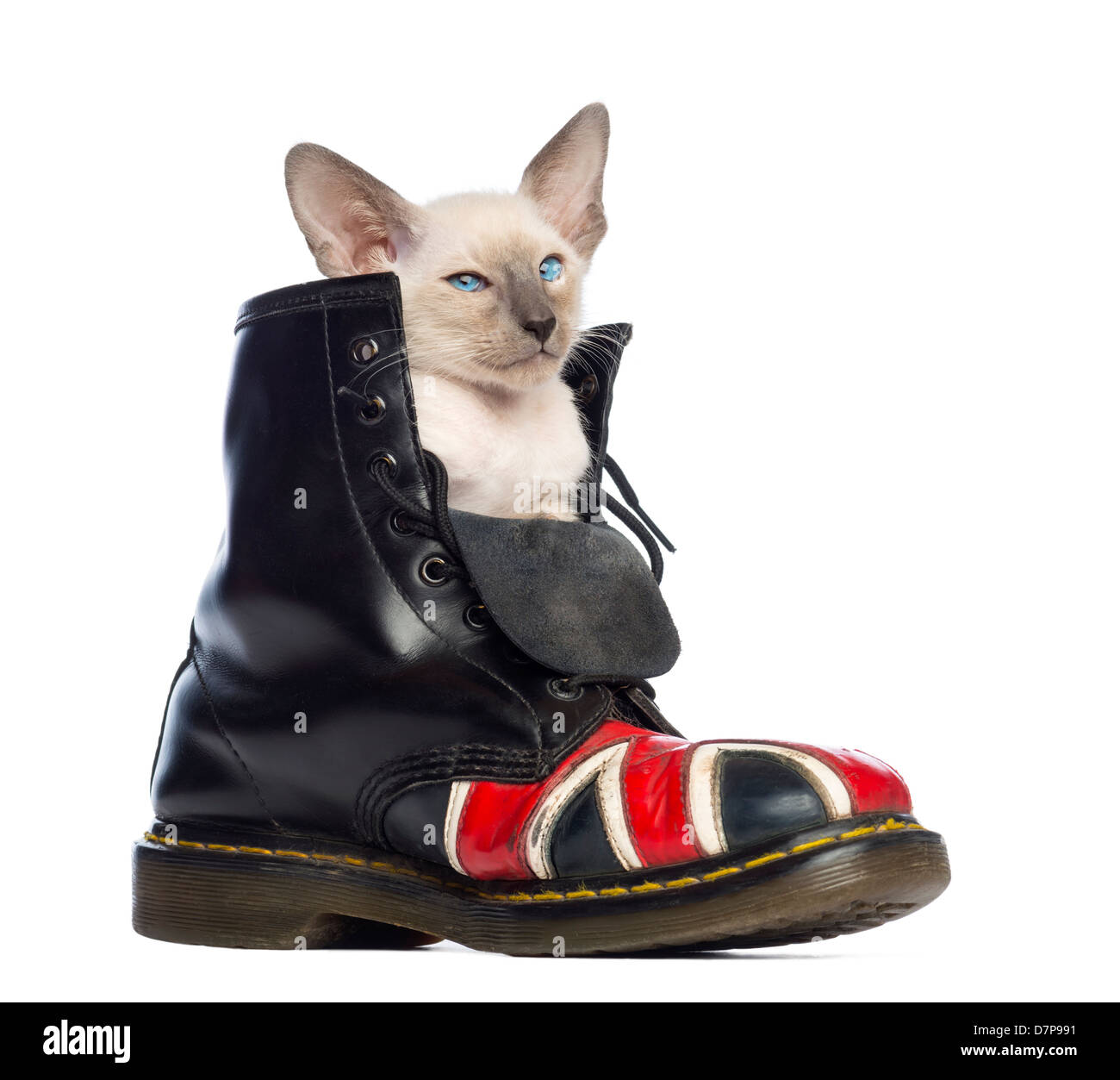 Oriental Shorthair gattino seduto in un avvio con l'Unione Jack design contro uno sfondo bianco Foto Stock