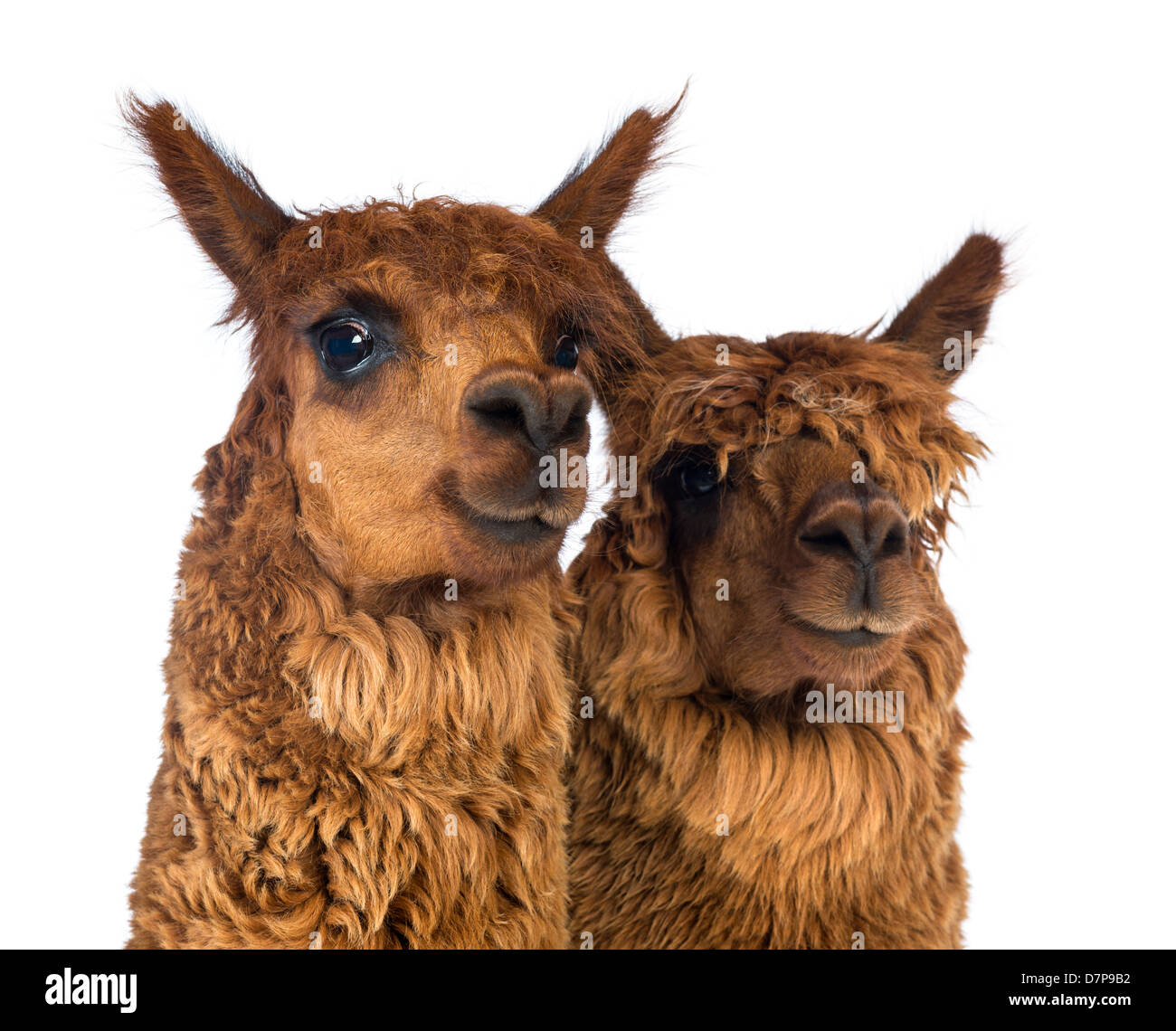 Close-up di due alpaca, Vicugna pacos, guardando la telecamera contro uno sfondo bianco Foto Stock