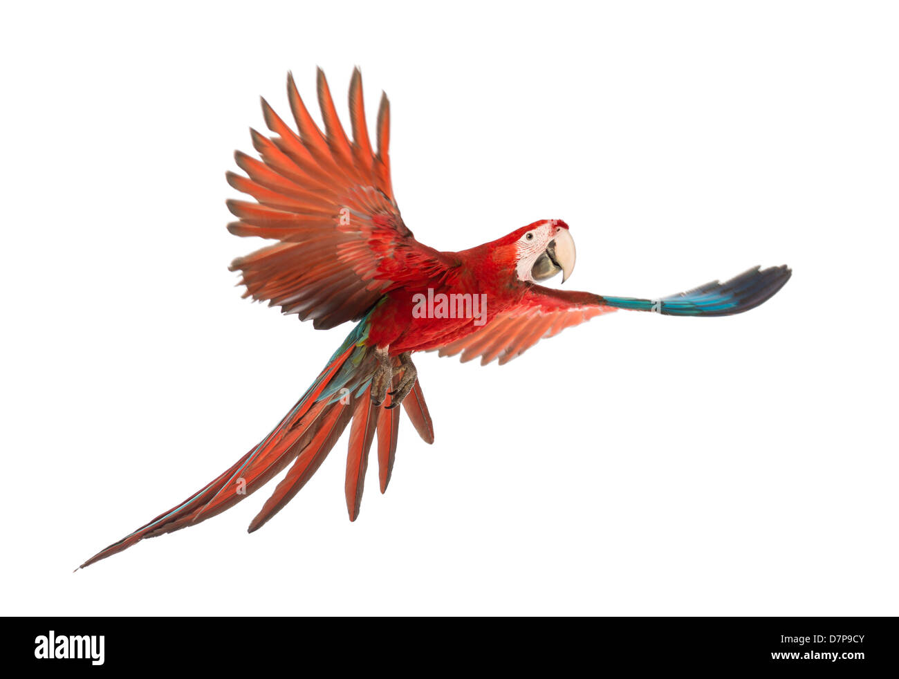 Green winged Macaw, Ara chloropterus, 1 anni, battenti davanti a uno sfondo bianco Foto Stock