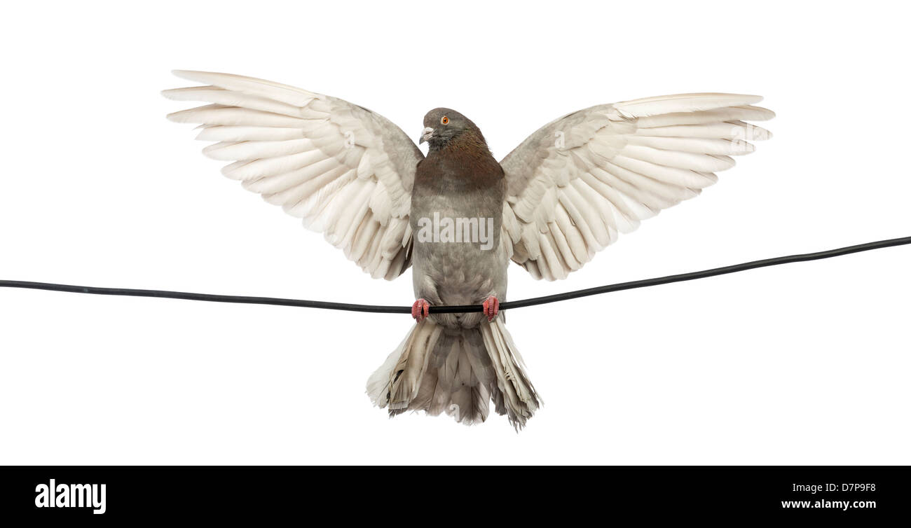 Piccione appollaiato su un filo elettrico con le ali stese davanti a uno sfondo bianco Foto Stock
