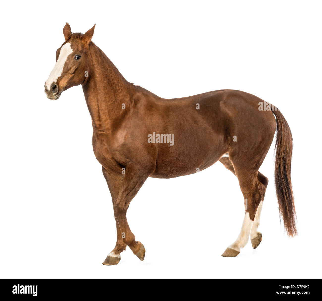Vista laterale di un cavallo a camminare contro uno sfondo bianco Foto Stock