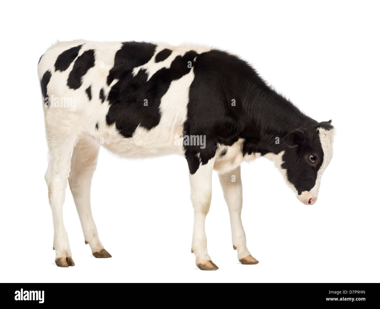 Carne di vitello, 8 mesi di età, guardando verso il basso nella parte anteriore del fondo bianco Foto Stock