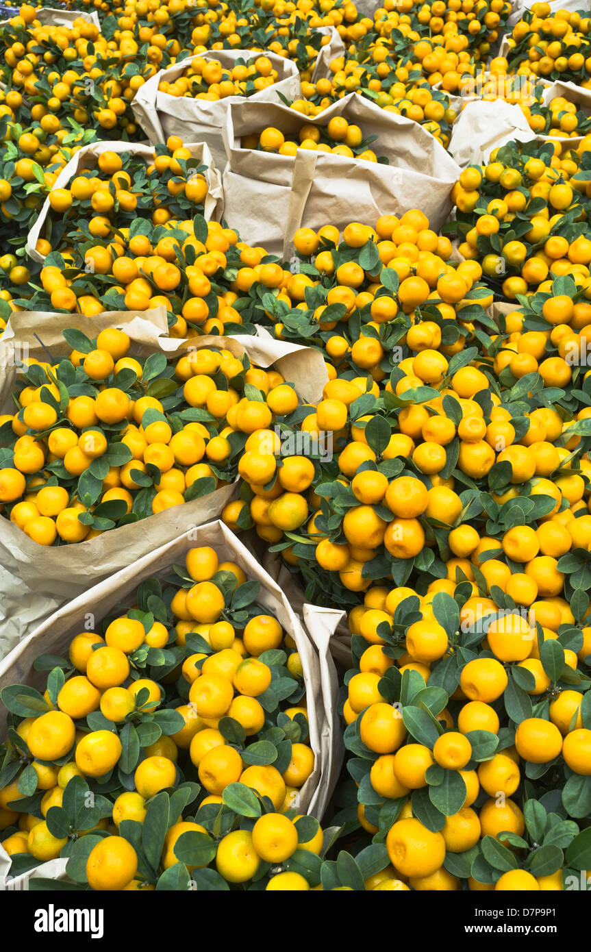 dh mercato dei fiori MONG KOK HONG KONG mercato cinese di Capodanno mostra piccola minatura alberi da frutto di arance Foto Stock