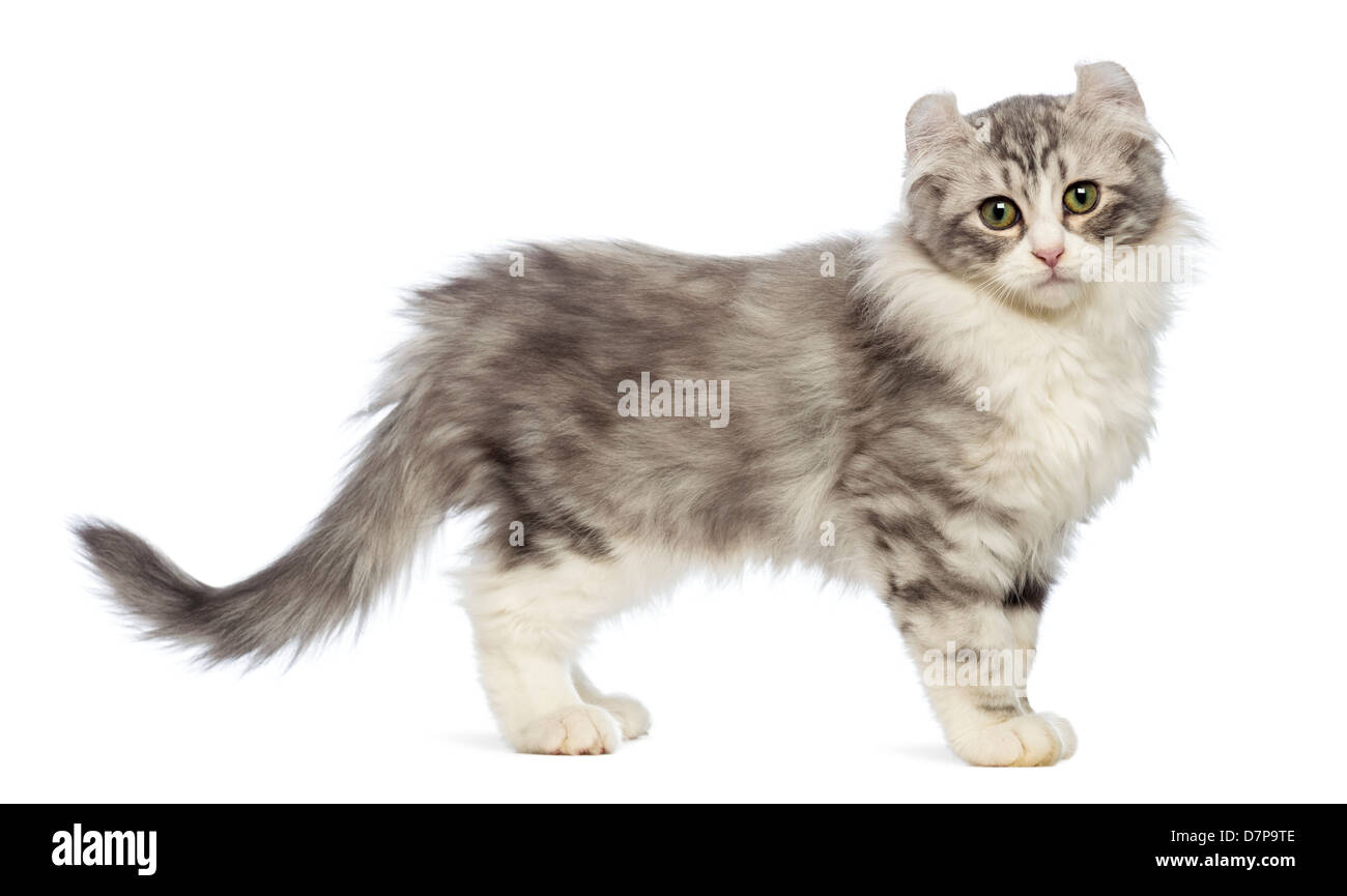 American Curl gattino, 3 mesi di età, in piedi e guardando la telecamera contro uno sfondo bianco Foto Stock