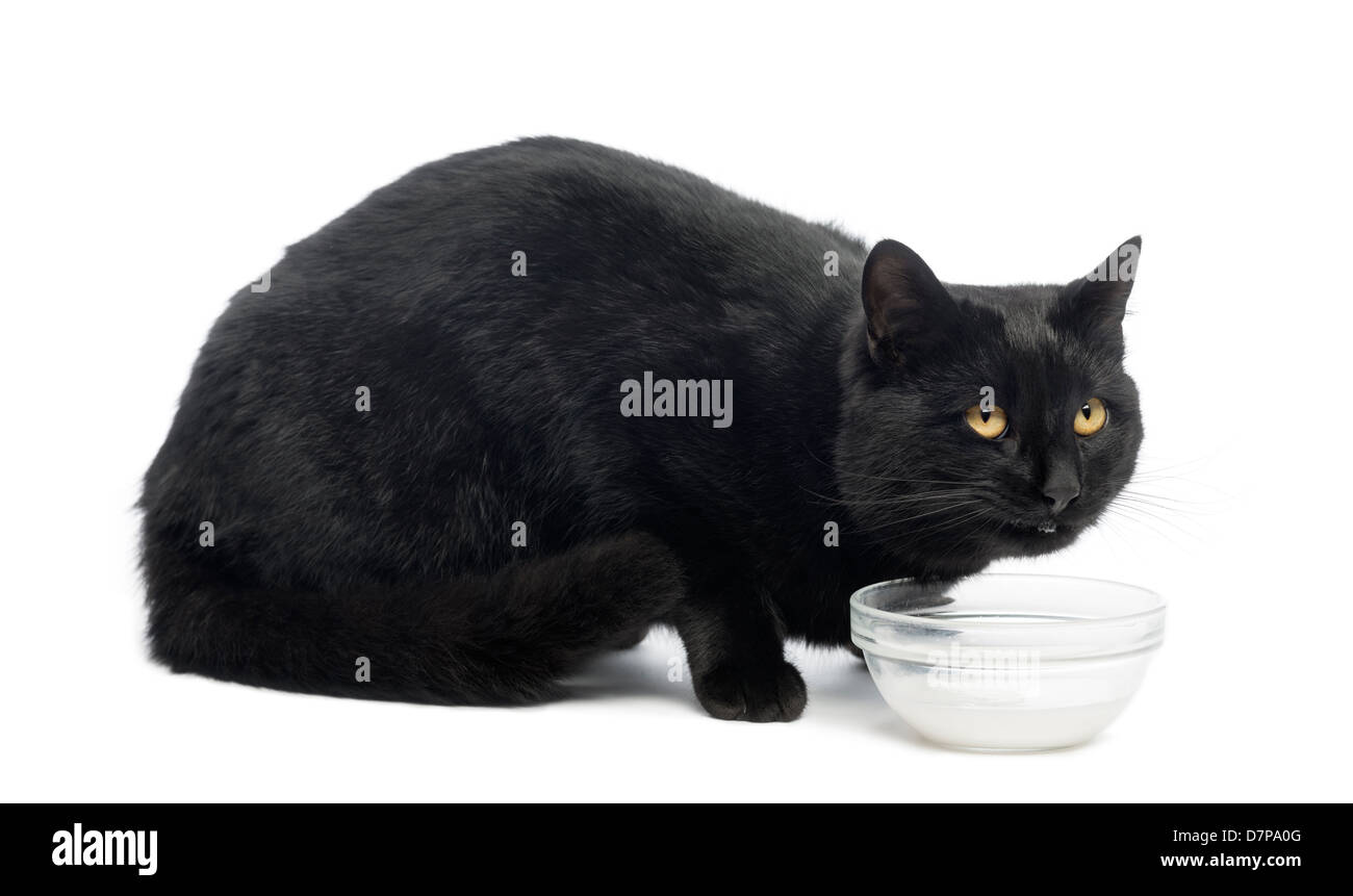 Gatto nero cercando da latte contro uno sfondo bianco Foto Stock