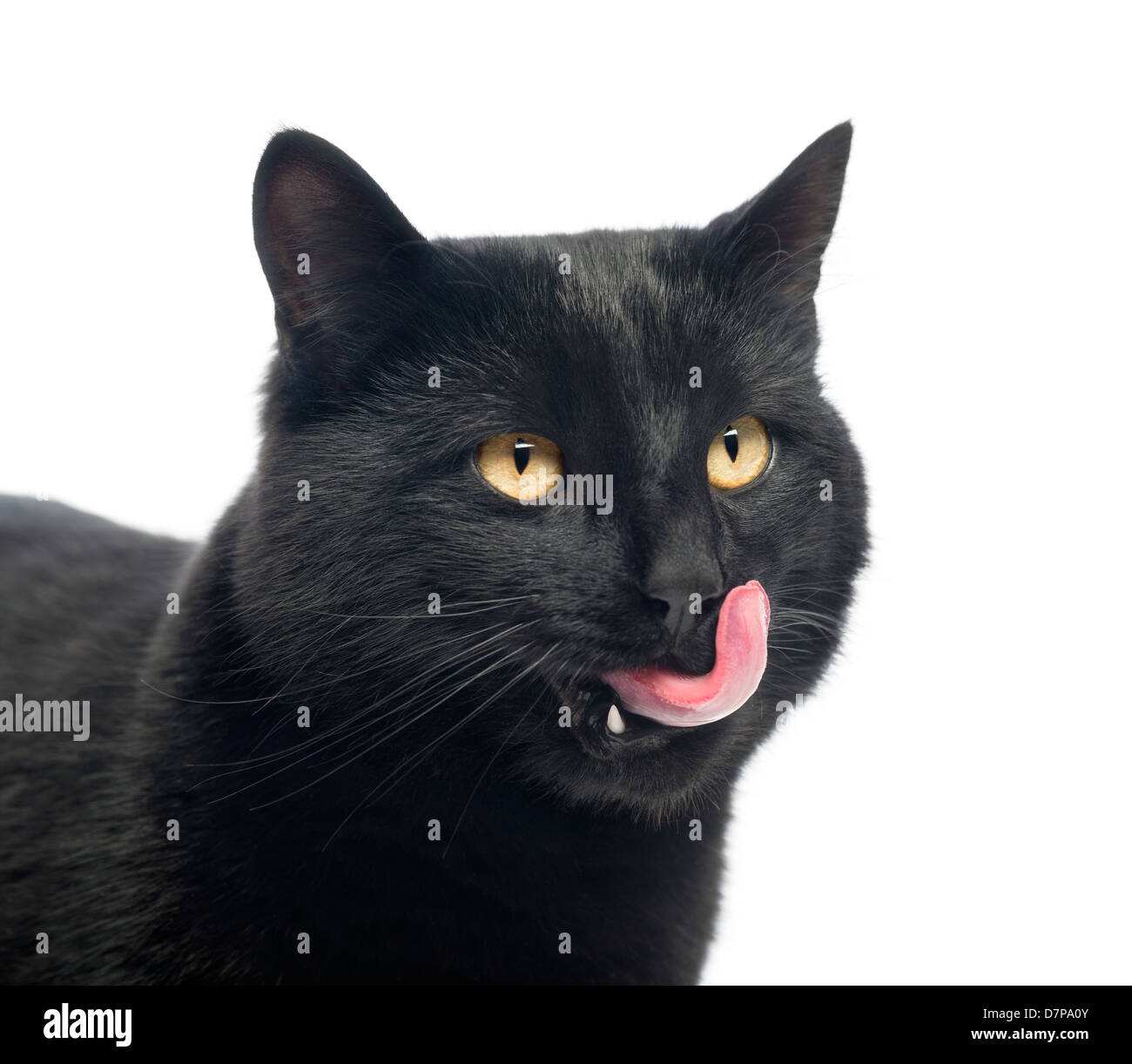 Gatto nero leccare labbra contro uno sfondo bianco Foto Stock