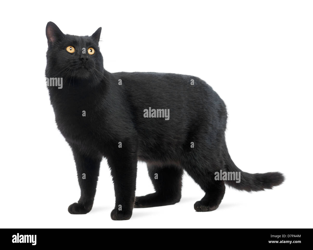 Gatto nero cercando contro uno sfondo bianco Foto Stock