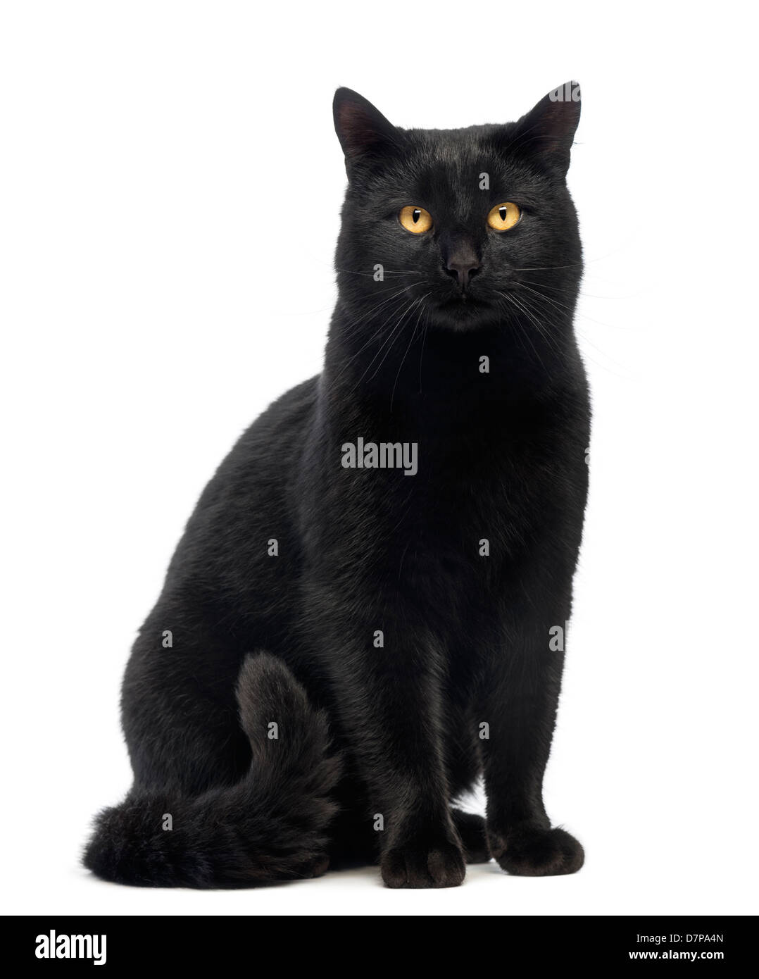 Gatto nero seduto e guardando la telecamera contro uno sfondo bianco Foto Stock