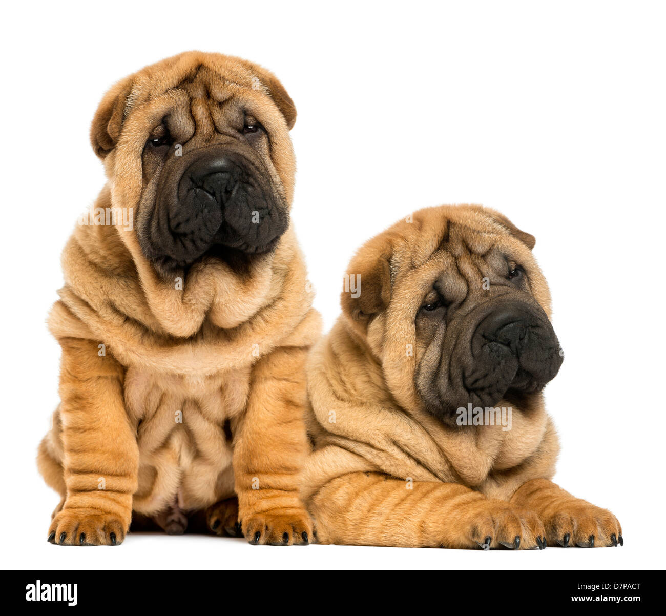 Due Shar Pei cuccioli seduto o disteso accanto a ogni altra contro uno sfondo bianco Foto Stock