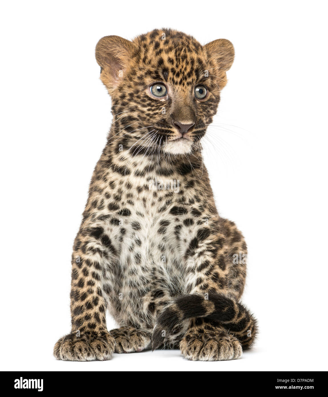 Spotted Leopard cub Panthera pardus, 7 settimane di età, seduti contro uno sfondo bianco Foto Stock