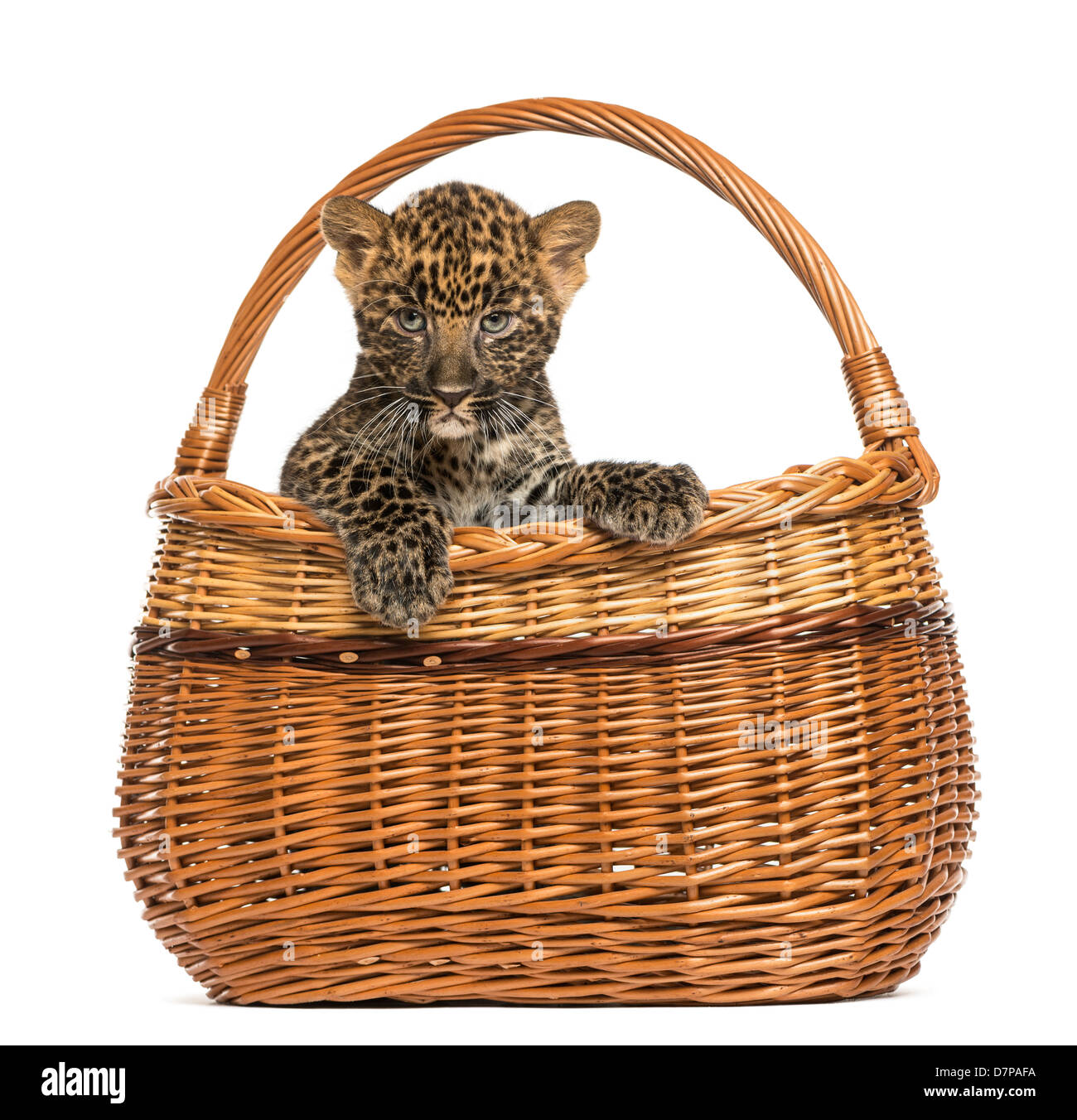 Spotted Leopard cub Panthera pardus, nel cesto di vimini contro uno sfondo bianco Foto Stock